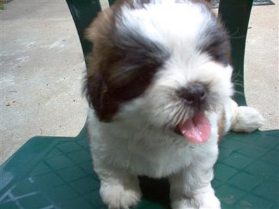 Shih Tzu Puppies for Sale